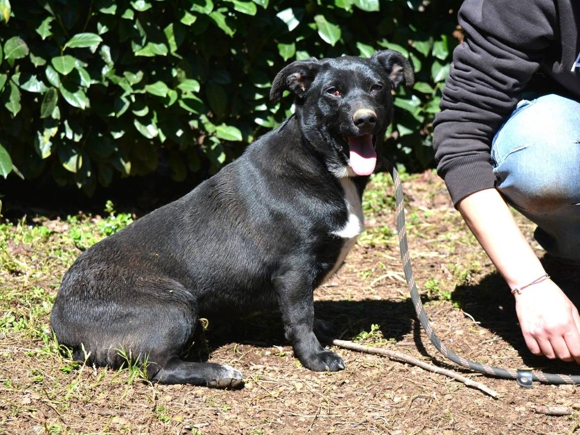 Adotta un cane, femmina, 1 anno e 7 mesi, Roma