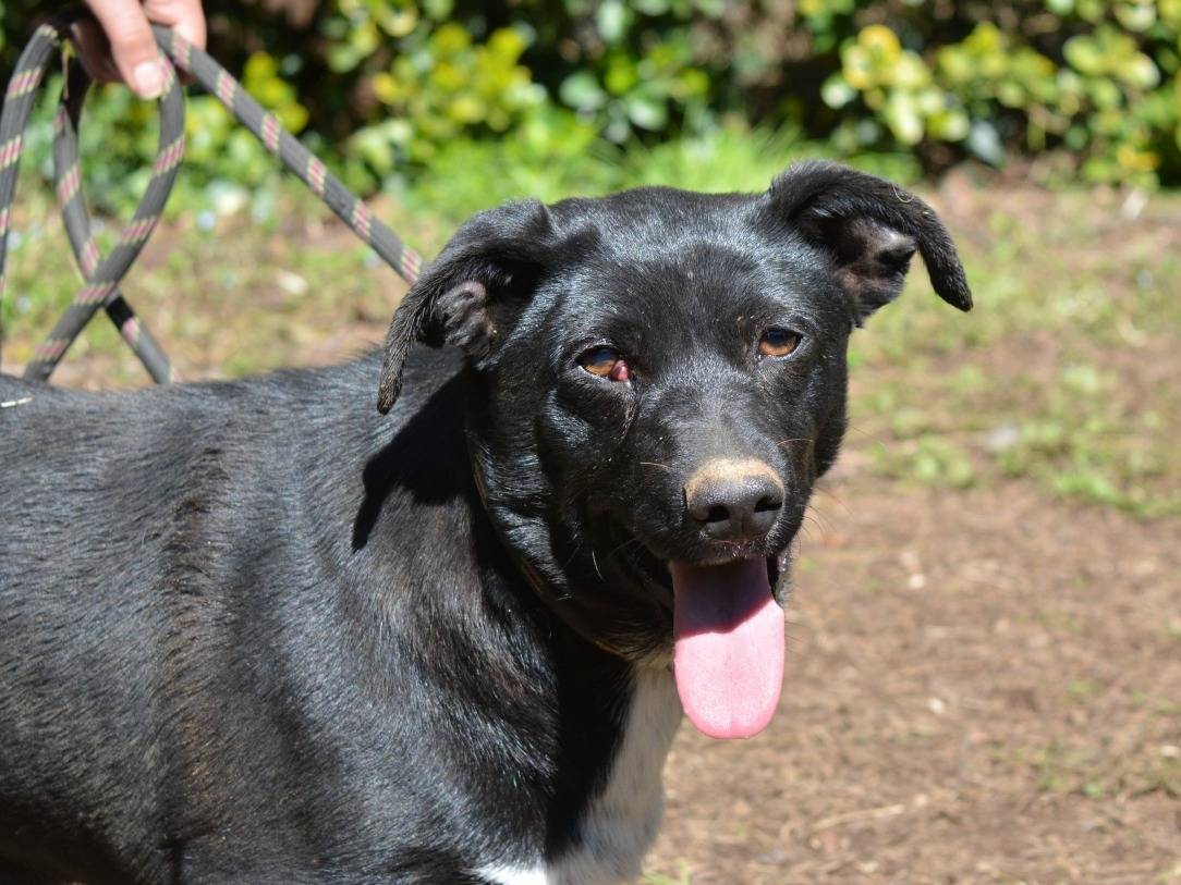 Adotta un cane, taglia media contenuta, femmina, Roma