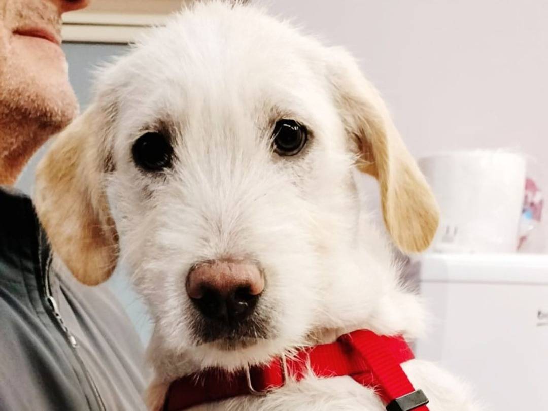 Adozione cane, femmina, Razza sconosciuta Razza sconosciuta, 6 mesi, taglia media contenuta, Pavia