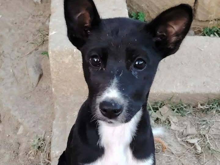 Adotta un cane, femmina, 4 mesi, Catania