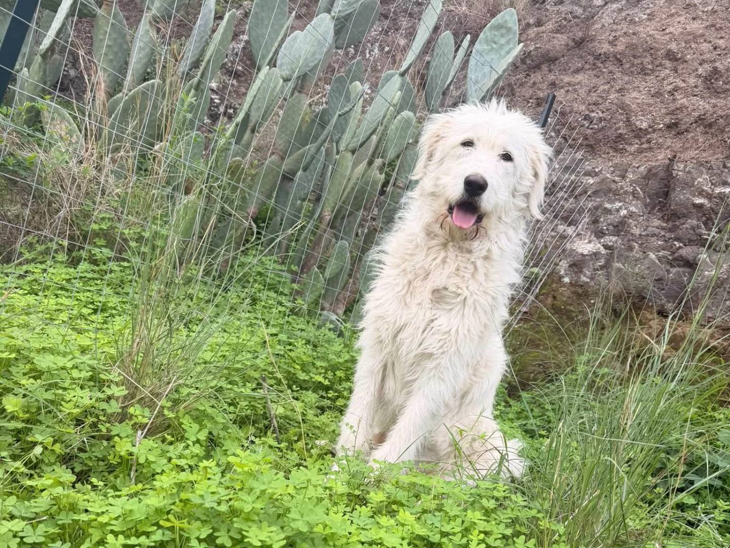 Adotta un cane, femmina, 8 mesi, Catania