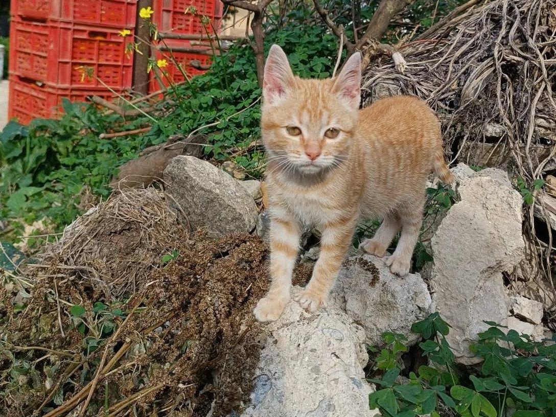 Adozione gatto, femmina, Razza sconosciuta Razza sconosciuta, 4 mesi, taglia non valida, Catania
