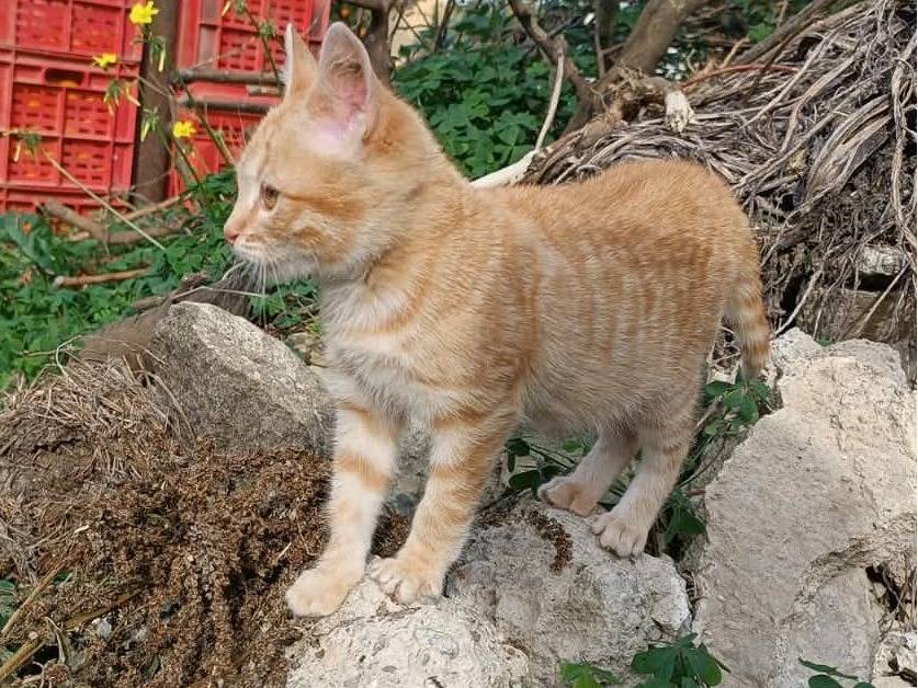 Adotta un gatto, taglia non valida, femmina, Catania