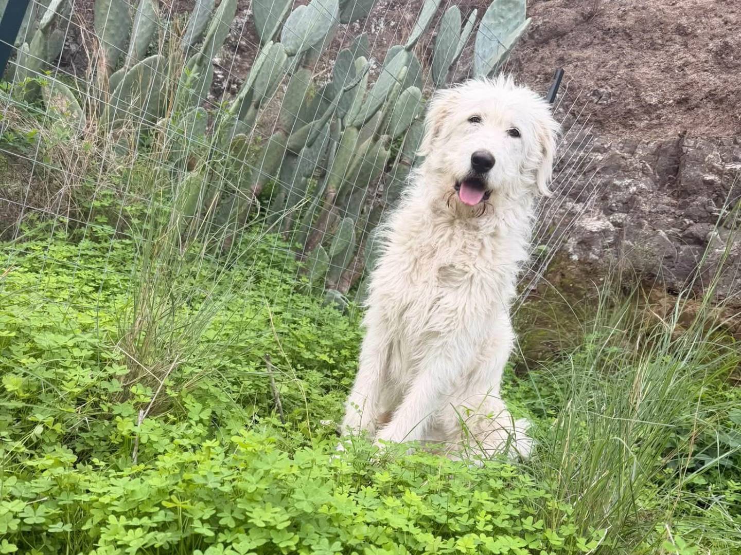 Adozione cane, femmina, Razza sconosciuta Razza sconosciuta, 8 mesi, taglia grande, Catania