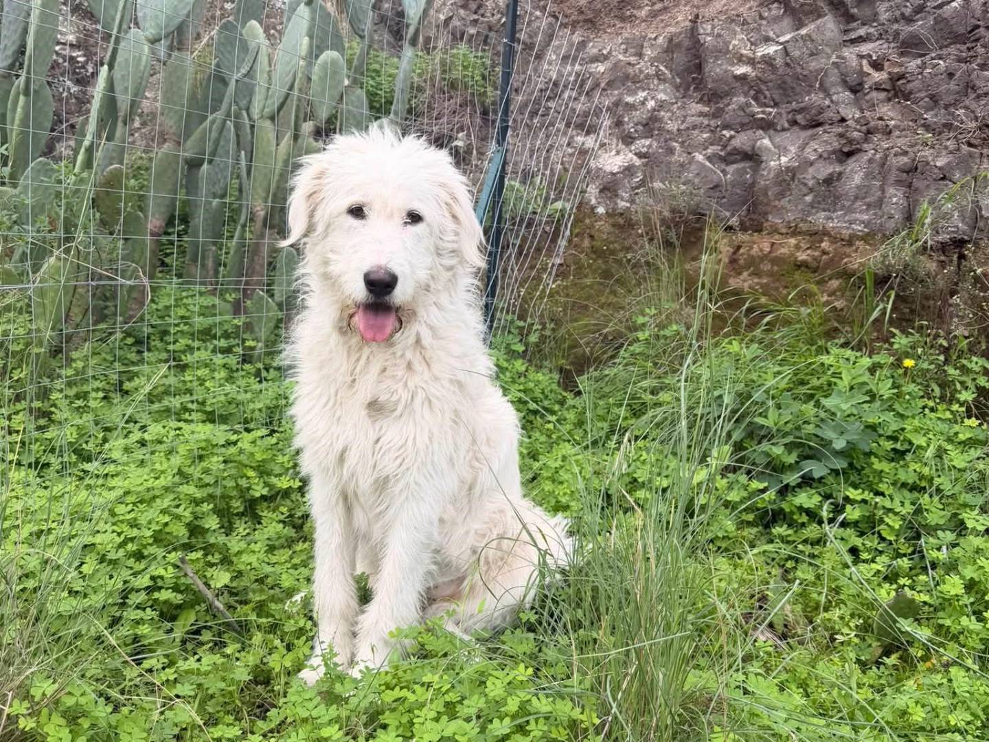 Adotta un cane, femmina, 8 mesi, Catania