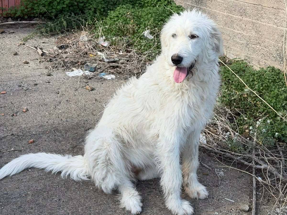 Adotta un cane, taglia grande, femmina, Catania