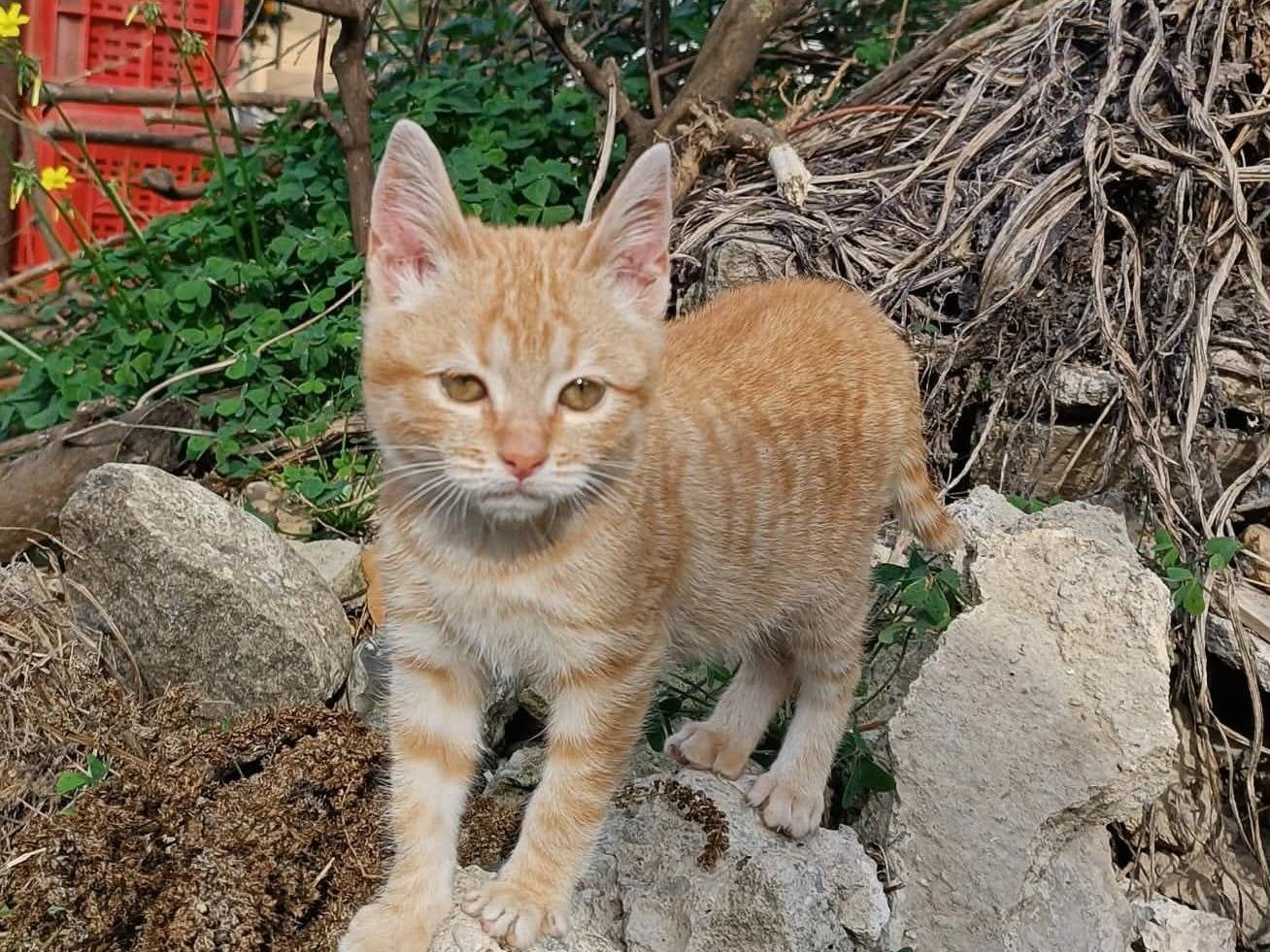 Adozione gatto, femmina, Razza sconosciuta Razza sconosciuta, 4 mesi, taglia non valida, Catania
