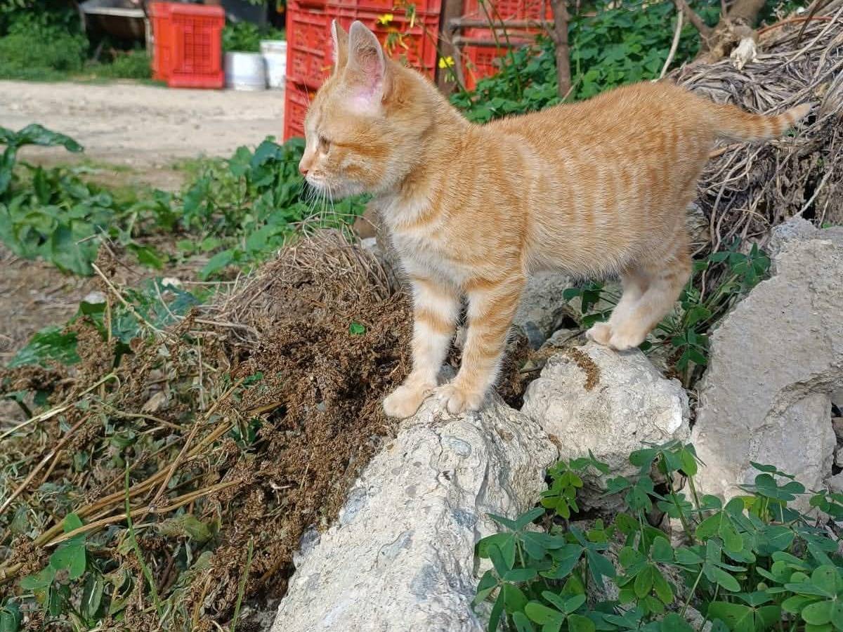 Adotta un gatto, taglia non valida, femmina, Catania