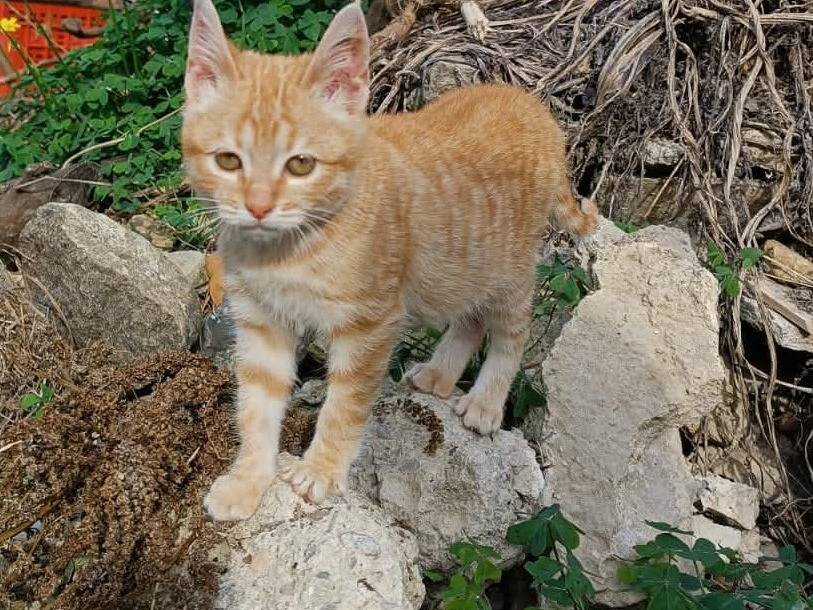 Vuoi adottare un gatto a Catania?