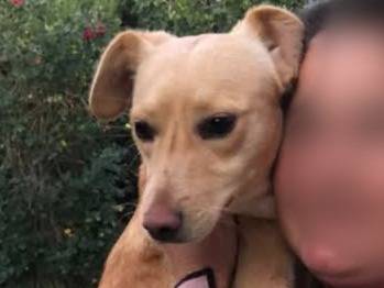 Adozione cane, maschio, Razza sconosciuta Razza sconosciuta, 11 mesi, taglia piccola, Padova