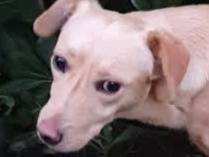 Adotta un cane, maschio, 11 mesi, Padova