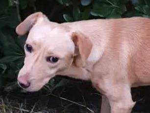 Adotta un cane, taglia piccola, maschio, Padova