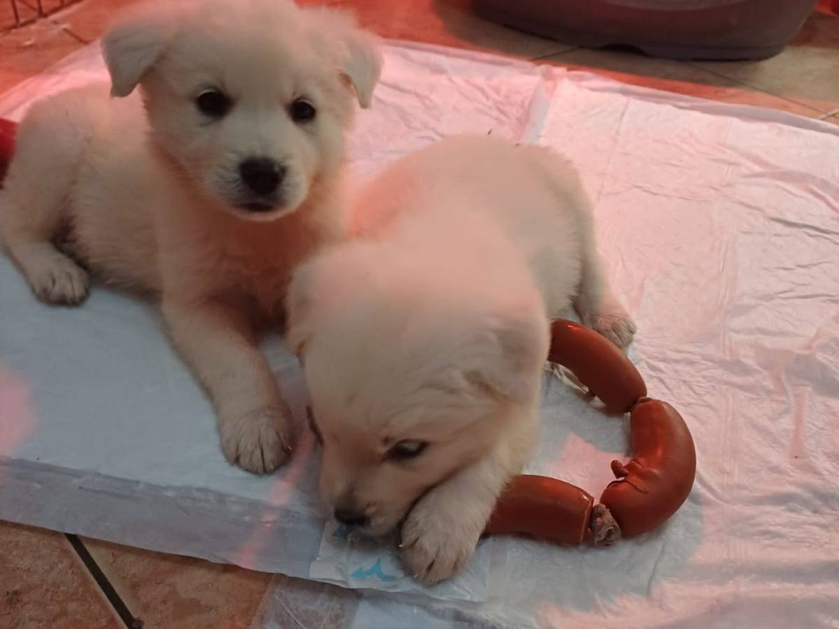 Adozione cane, maschio, Pastore maremmano Razza sconosciuta, 2 mesi, taglia grande, Latina