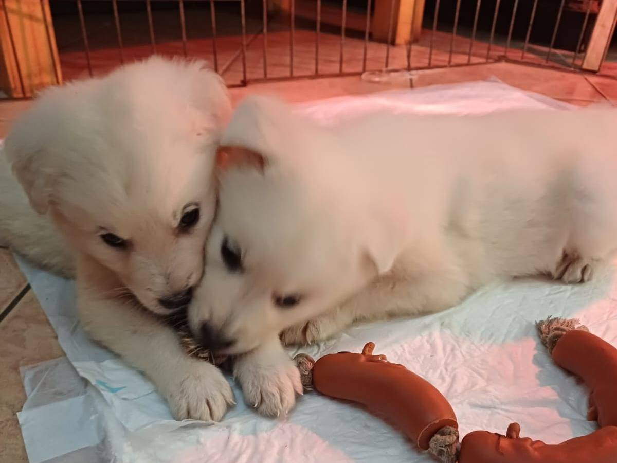 Adotta un cane, maschio, 2 mesi, Latina