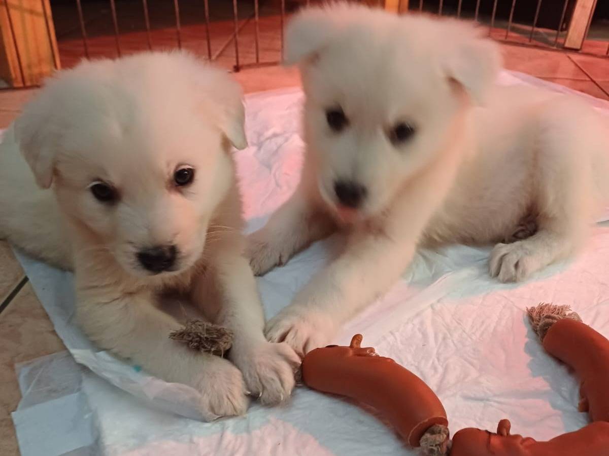 Adotta un cane, taglia grande, maschio, Latina