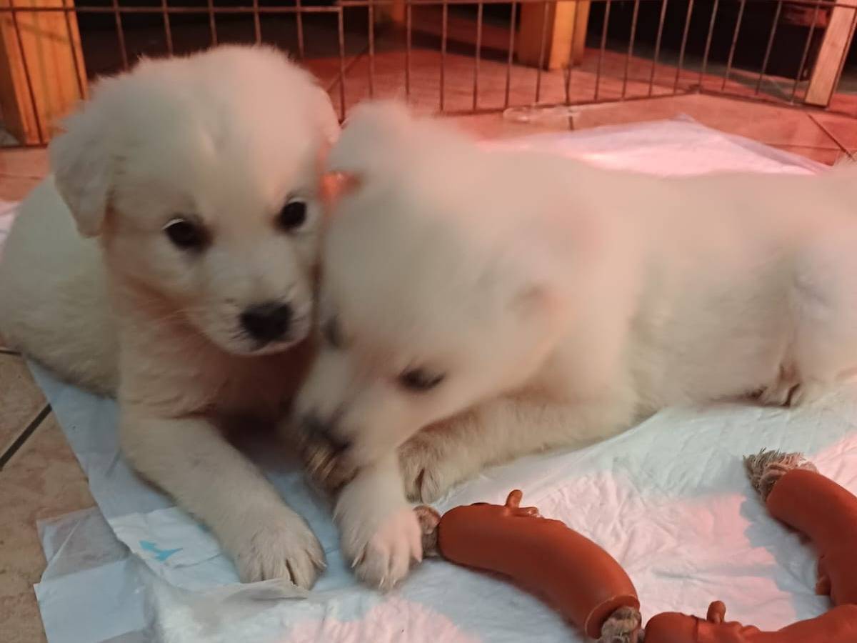 Vuoi adottare un cane a Latina?