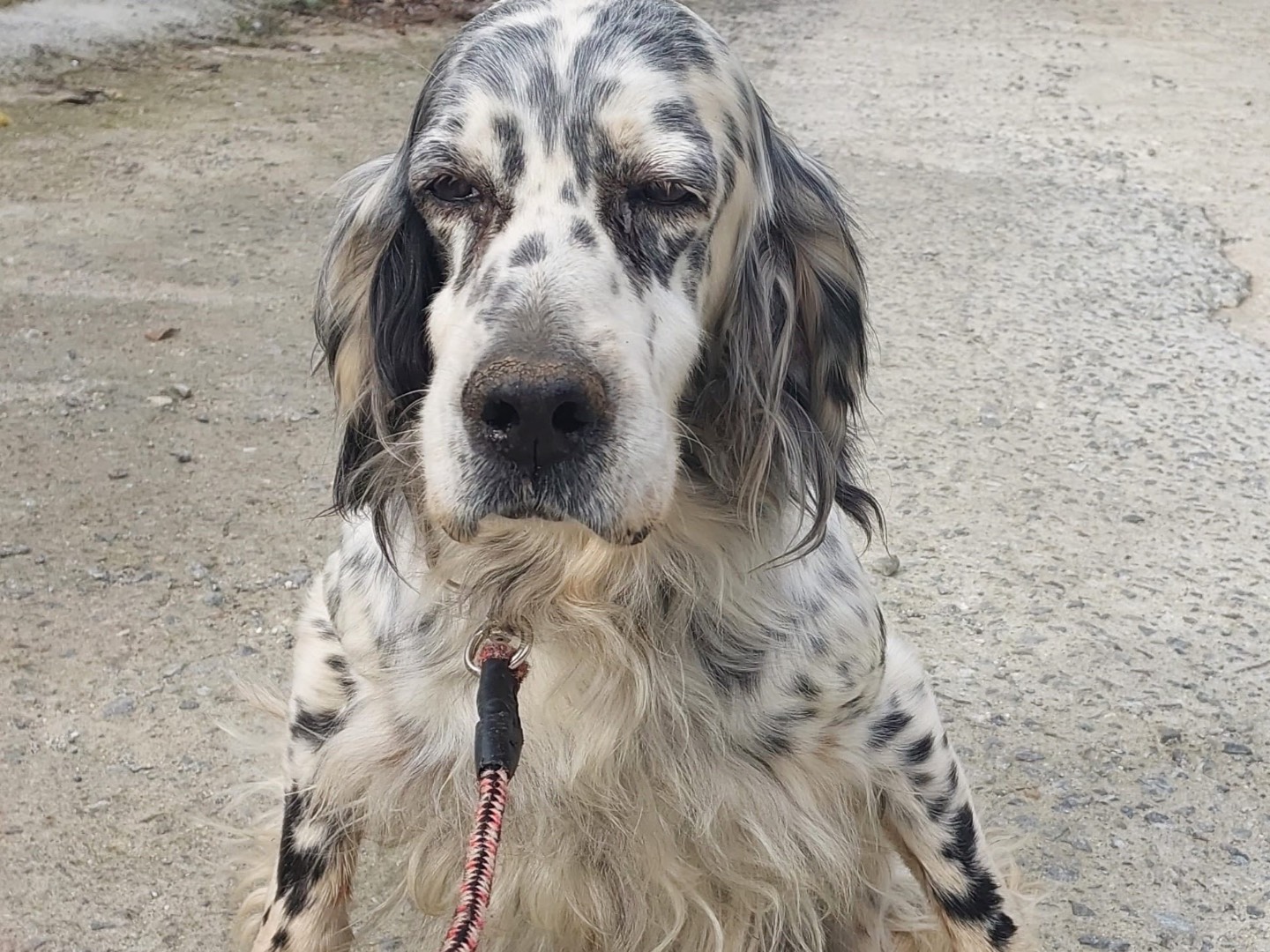 Adozione cane, femmina, Setter Inglese Razza sconosciuta, 8 anni, taglia grande, Vibo