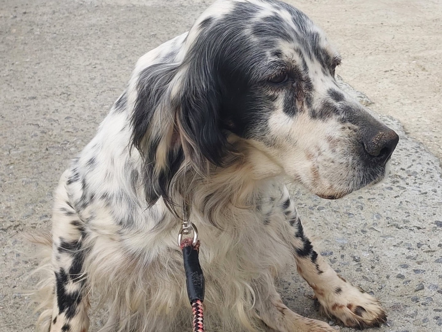 Adotta un cane, femmina, 8 anni, Vibo