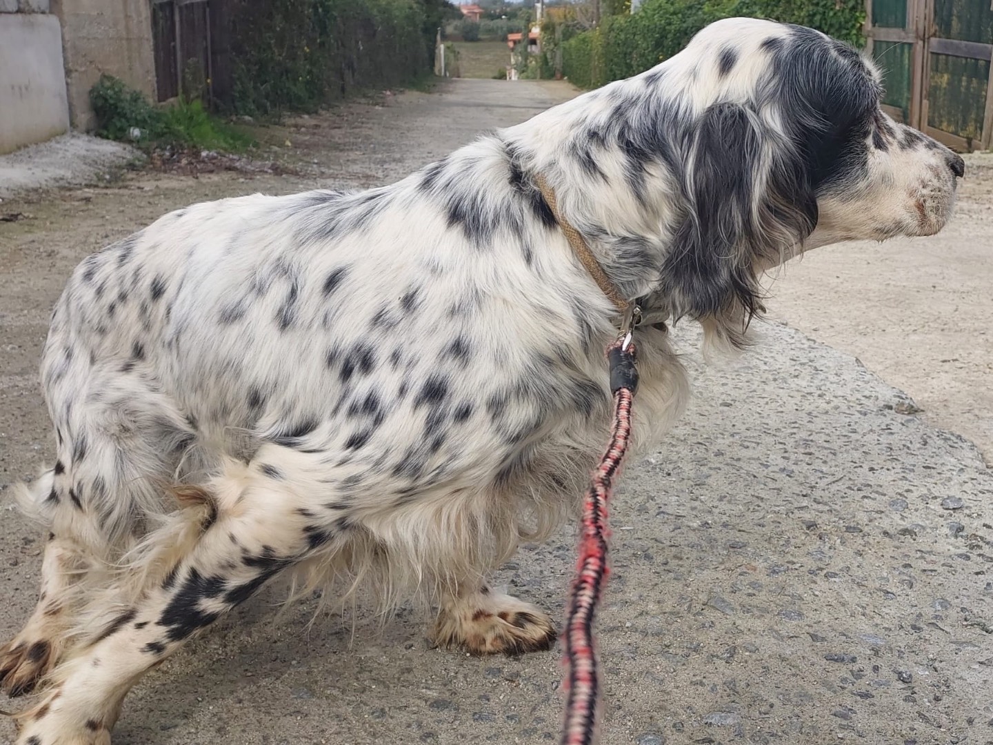 Adotta un cane, taglia grande, femmina, Vibo
