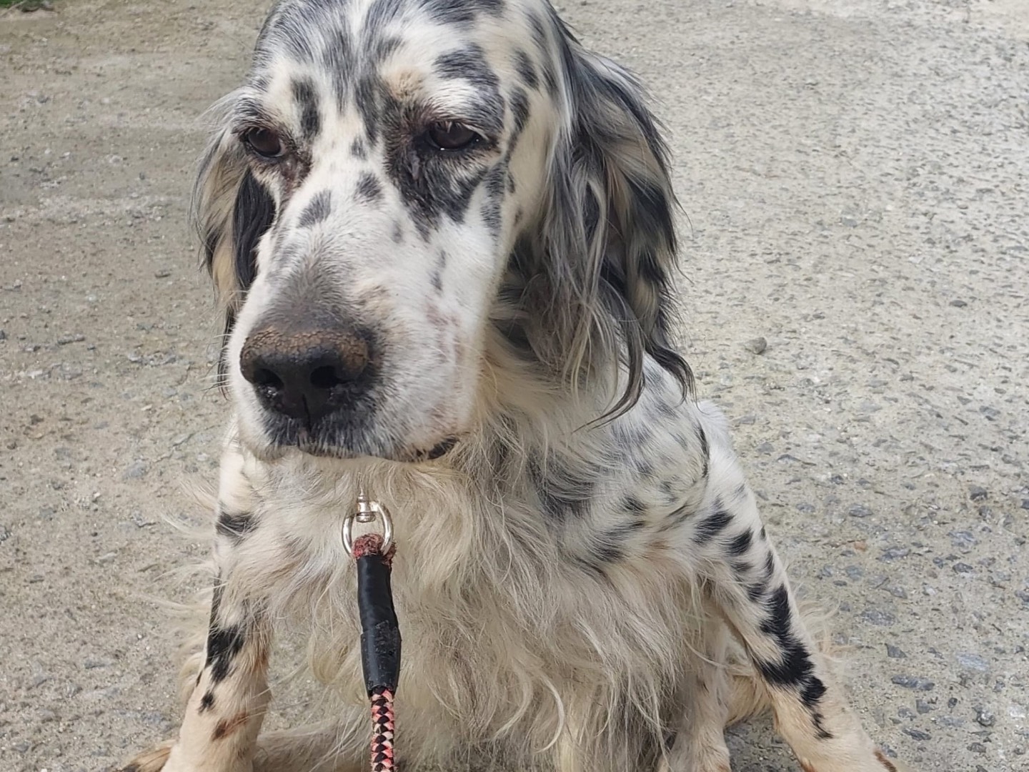 Vuoi adottare un cane a Vibo?