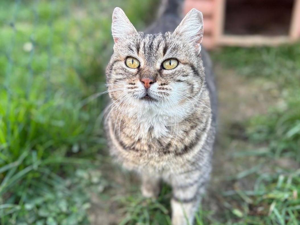 Vuoi adottare un gatto a Pisa?