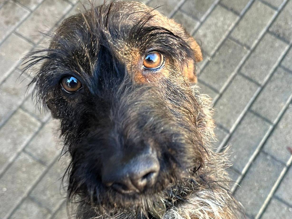 Adotta un cane, maschio, 4 anni e 3 mesi, Milano