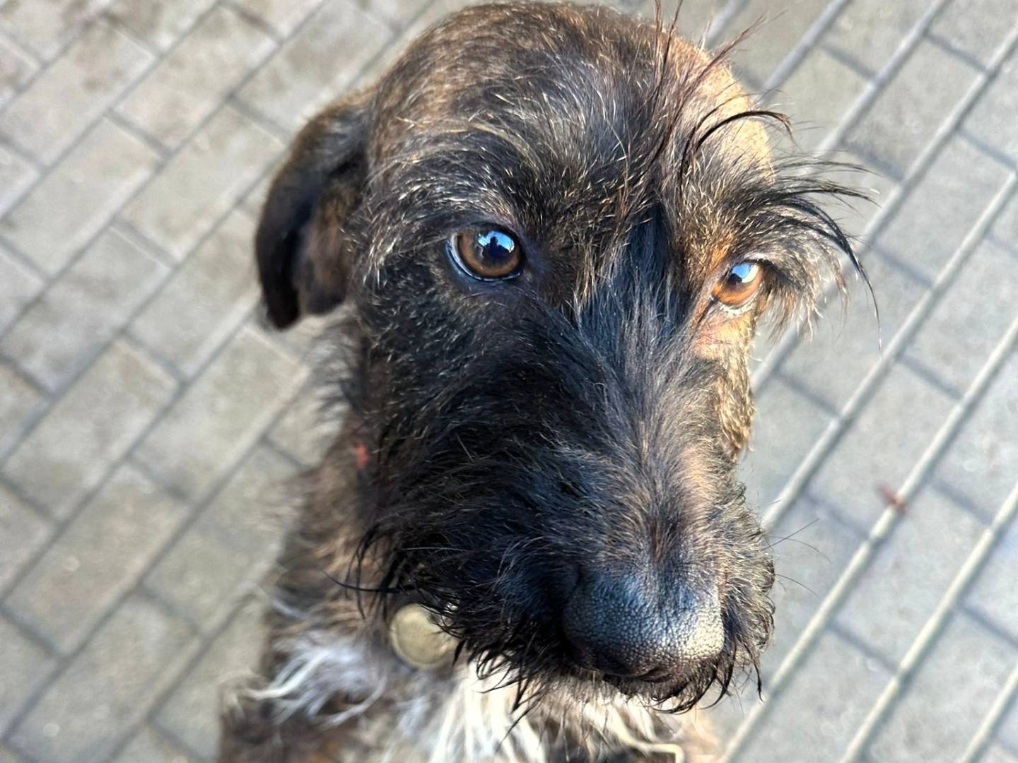 Adotta un cane, taglia media, maschio, Milano