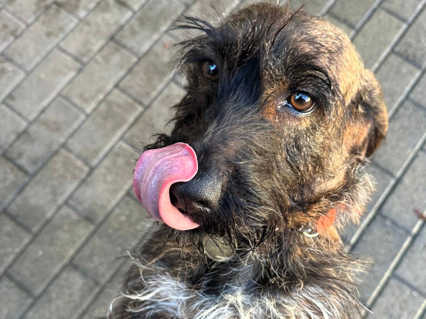 Vuoi adottare un cane a Milano?