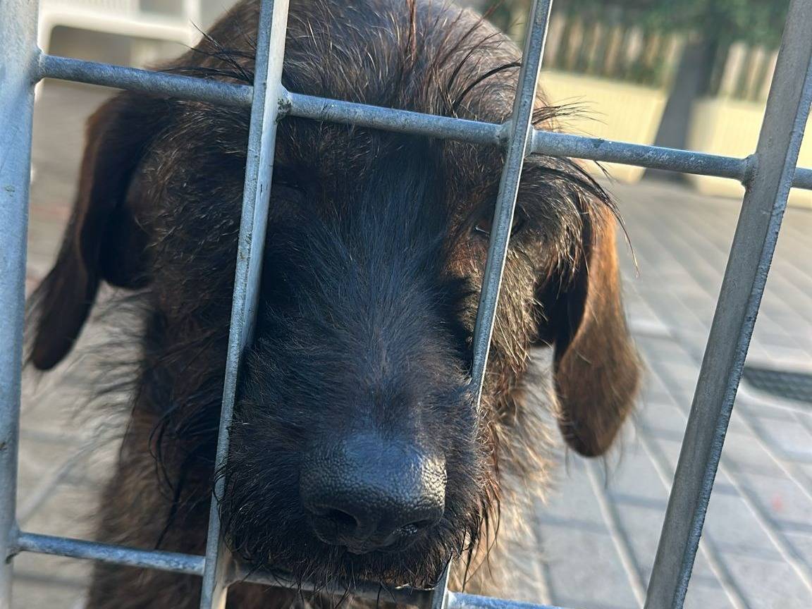 Adotta il cane biscotto a Milano