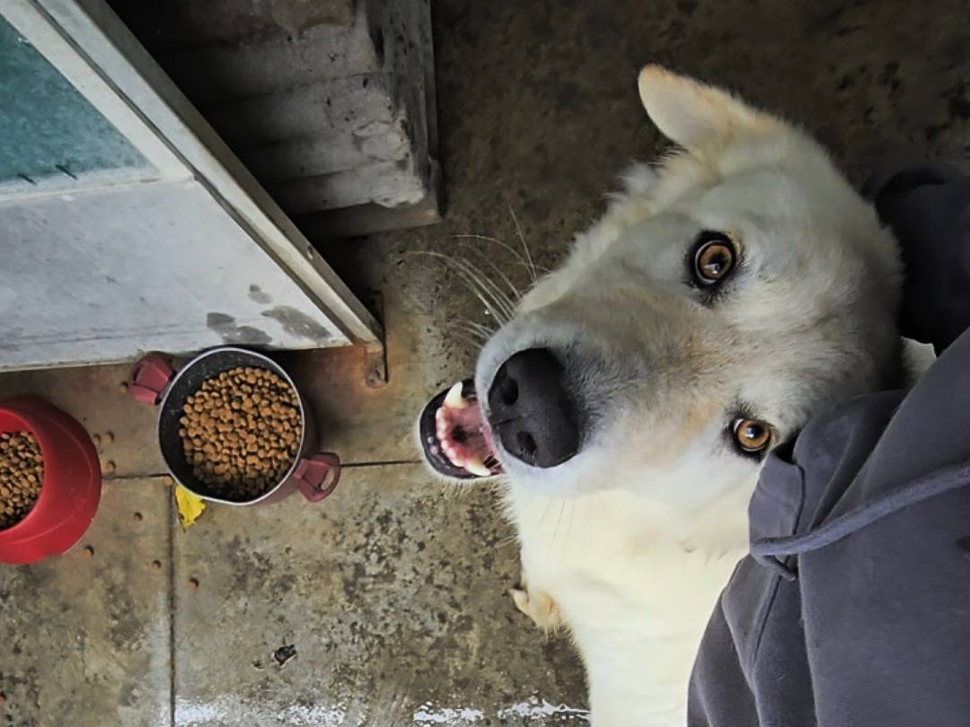Adozione cane, maschio, Pastore maremmano Razza sconosciuta, 1 anno e 7 mesi, taglia gigante, Napoli