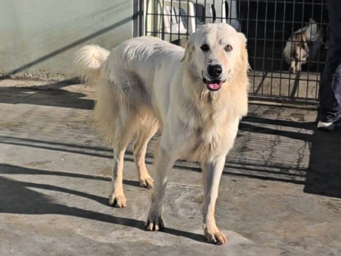 Adotta un cane, maschio, 1 anno e 7 mesi, Napoli