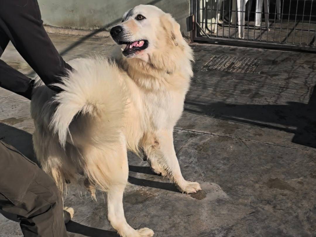 Vuoi adottare un cane a Napoli?