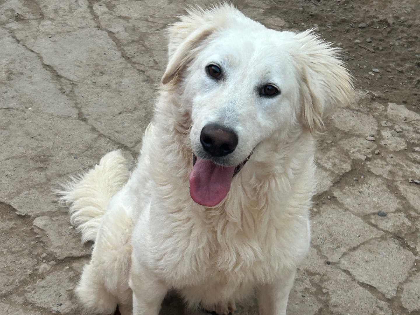 Adozione cane, femmina, Razza sconosciuta Razza sconosciuta, 1 anno, taglia media, Sud