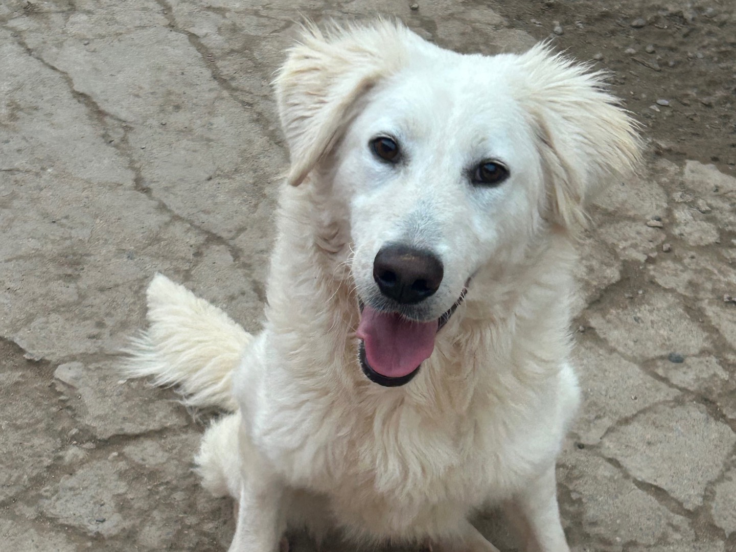 Adotta un cane, femmina, 1 anno, Sud