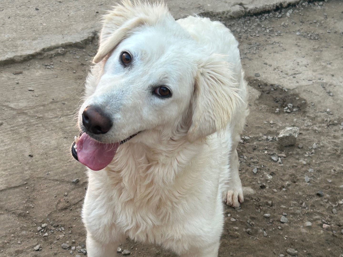 Vuoi adottare un cane a Sud?