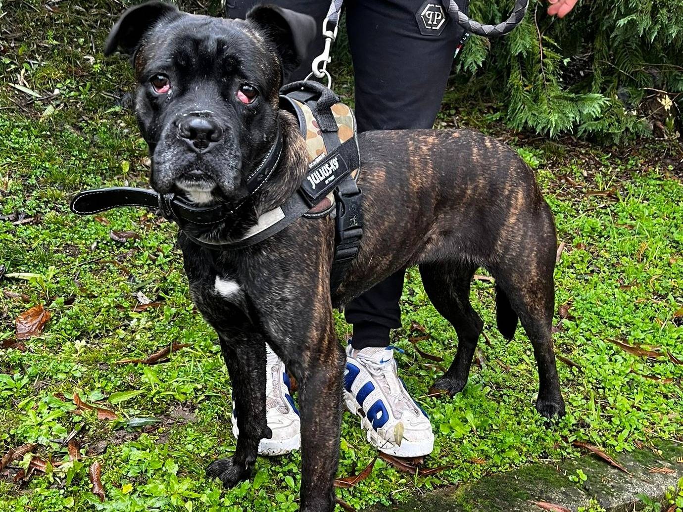 Adozione cane, femmina, Razza sconosciuta Razza sconosciuta, 2 anni, taglia media, Milano