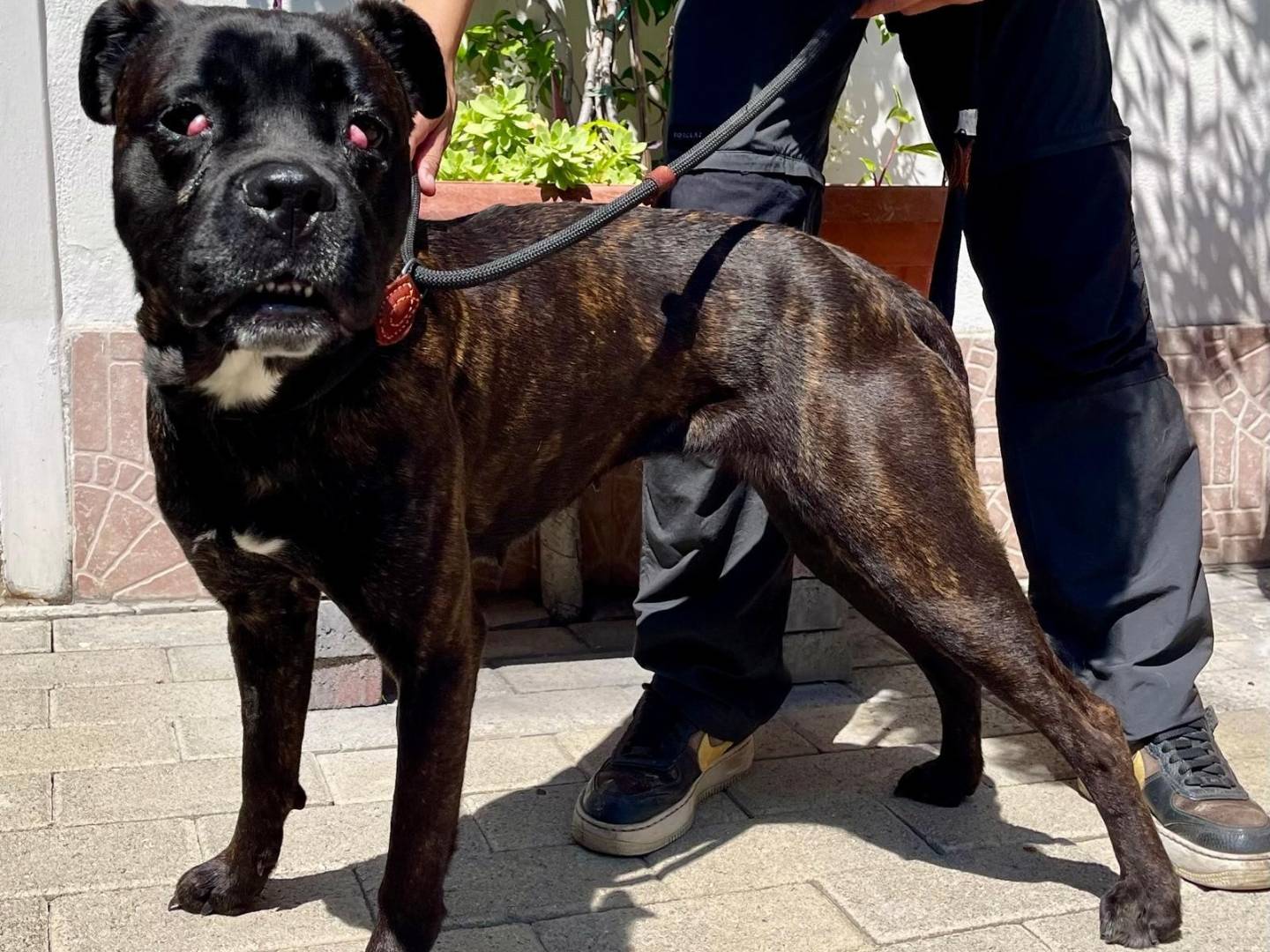 Adotta un cane, femmina, 2 anni, Milano