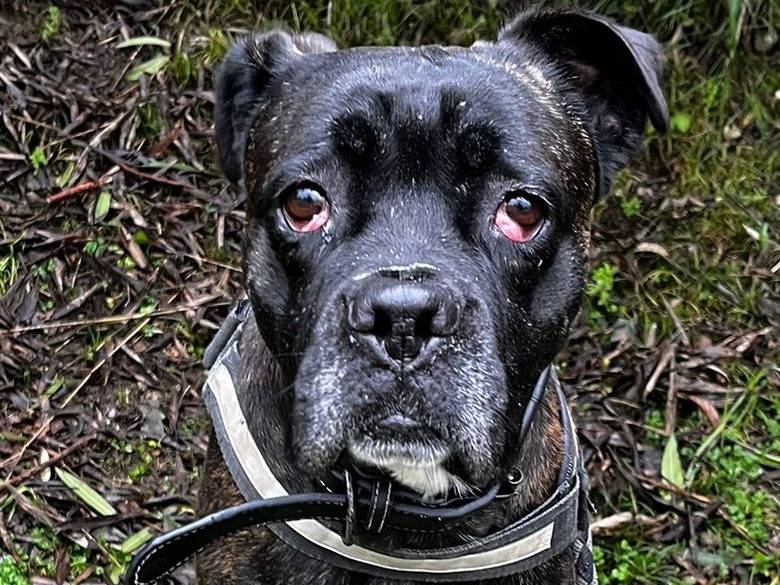 Adotta un cane, taglia media, femmina, Milano