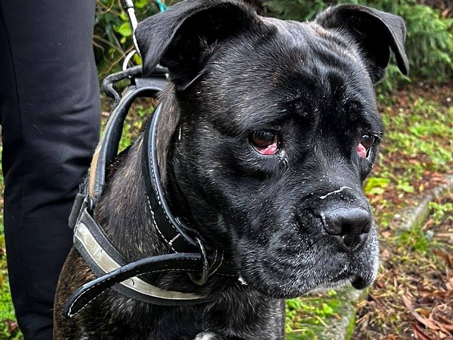 Vuoi adottare un cane a Milano?