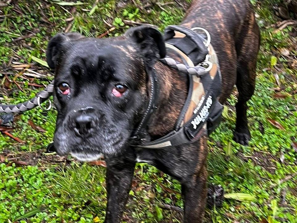 Adotta il cane CHERRY a Milano