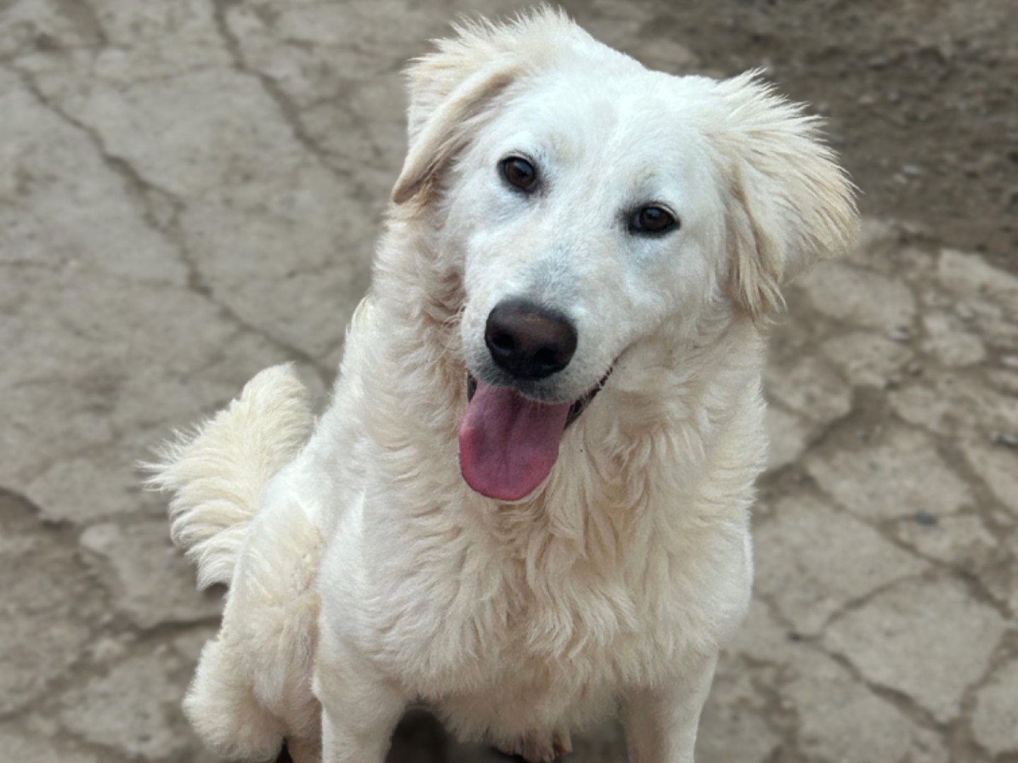 Adozione cane, femmina, Razza sconosciuta Razza sconosciuta, 1 anno, taglia media, Sud