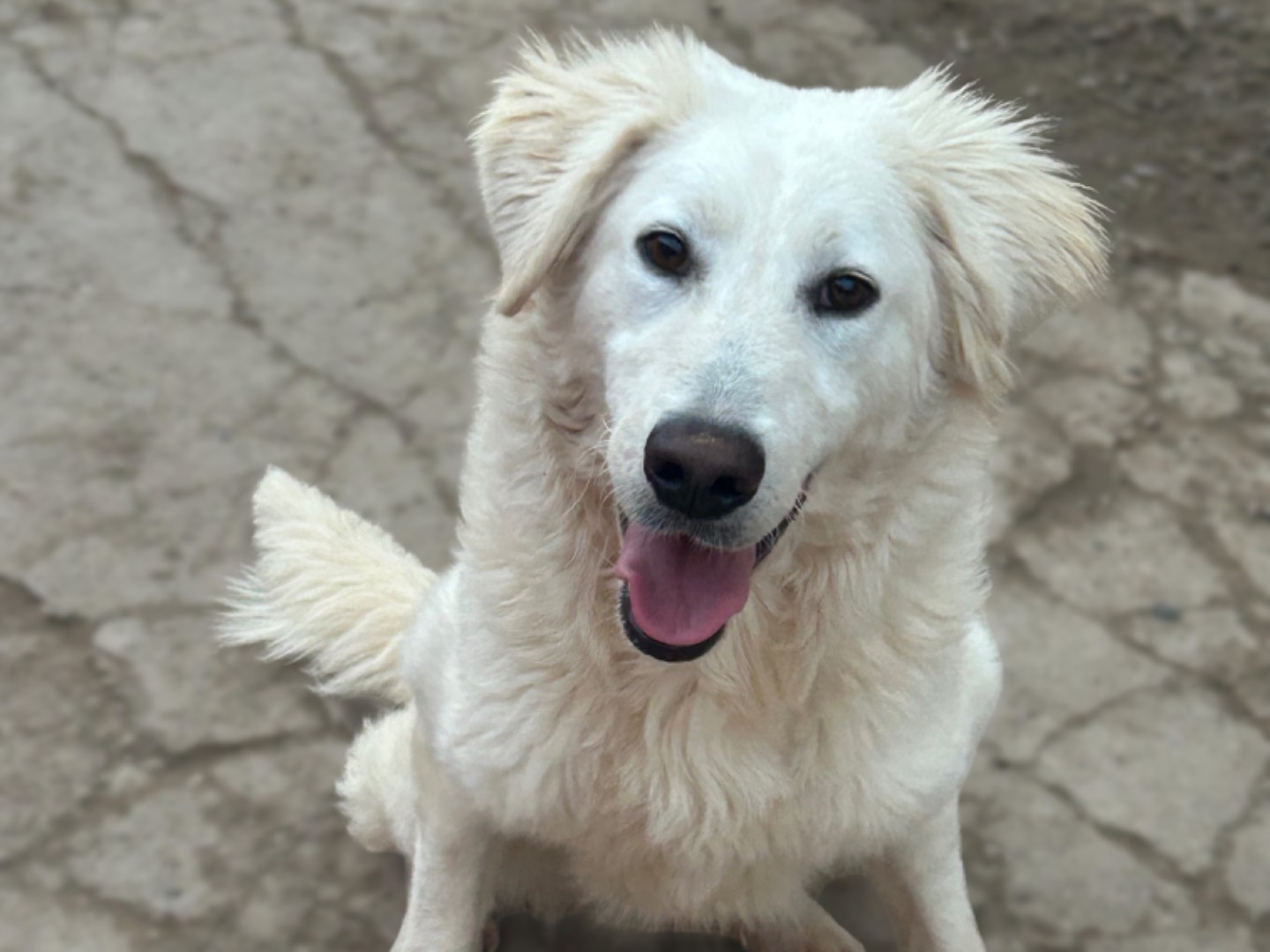 Adotta un cane, femmina, 1 anno, Sud
