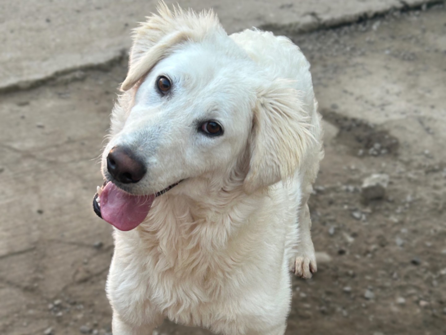 Vuoi adottare un cane a Sud?