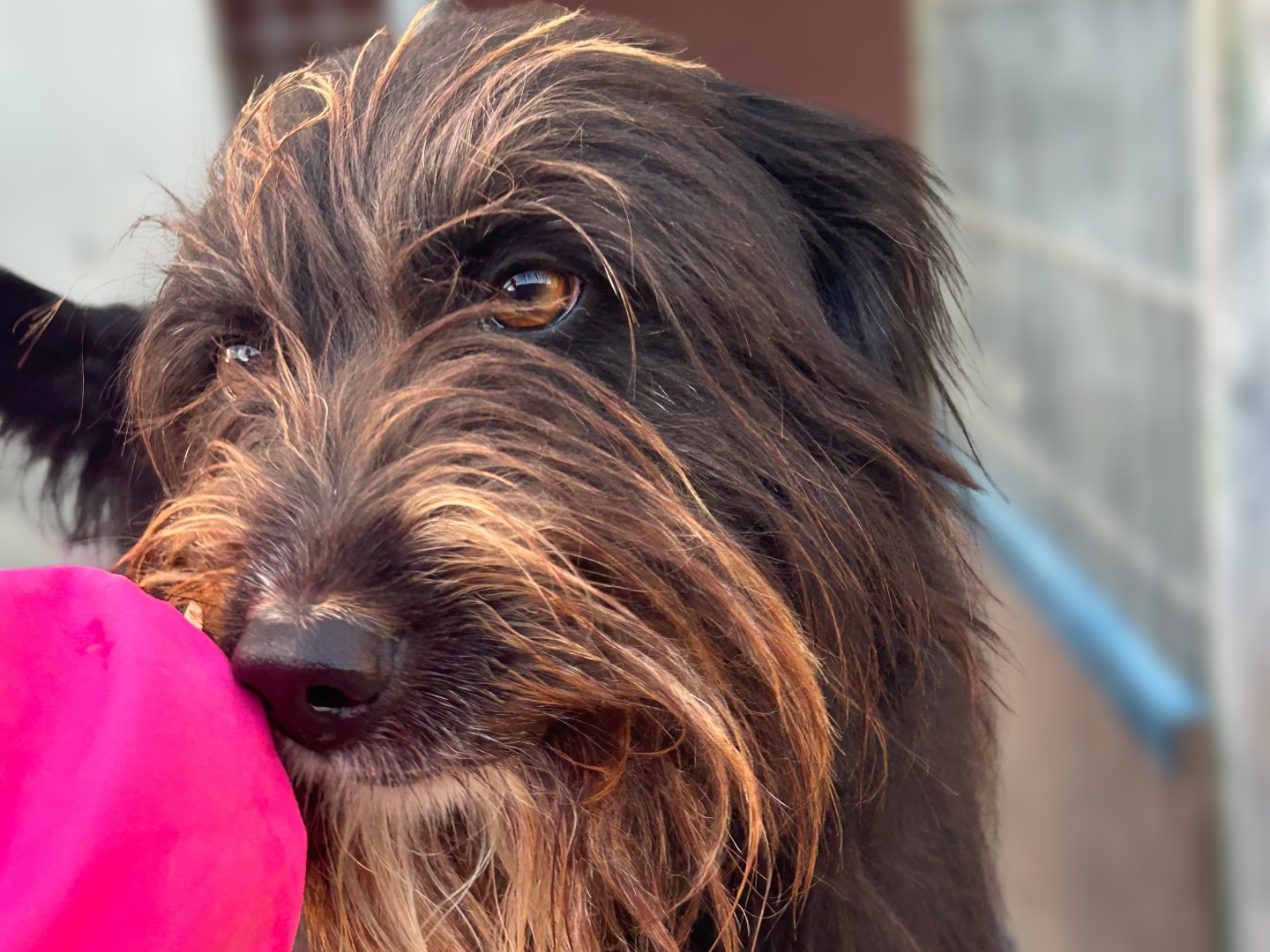 Adozione cane, femmina, Razza sconosciuta Razza sconosciuta, 4 anni e 3 mesi, taglia media contenuta, Sud