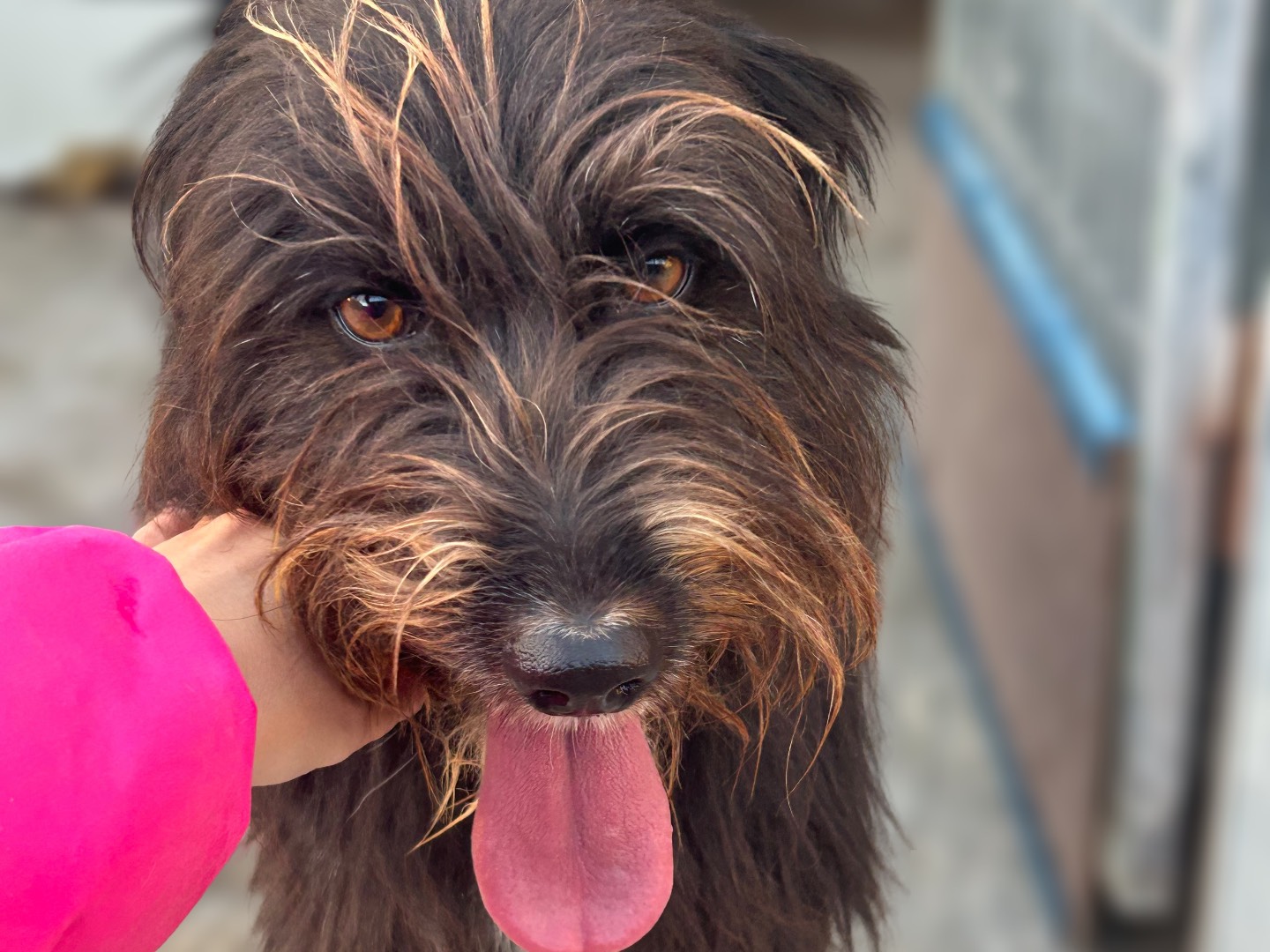 Adotta un cane, femmina, 4 anni e 3 mesi, Sud