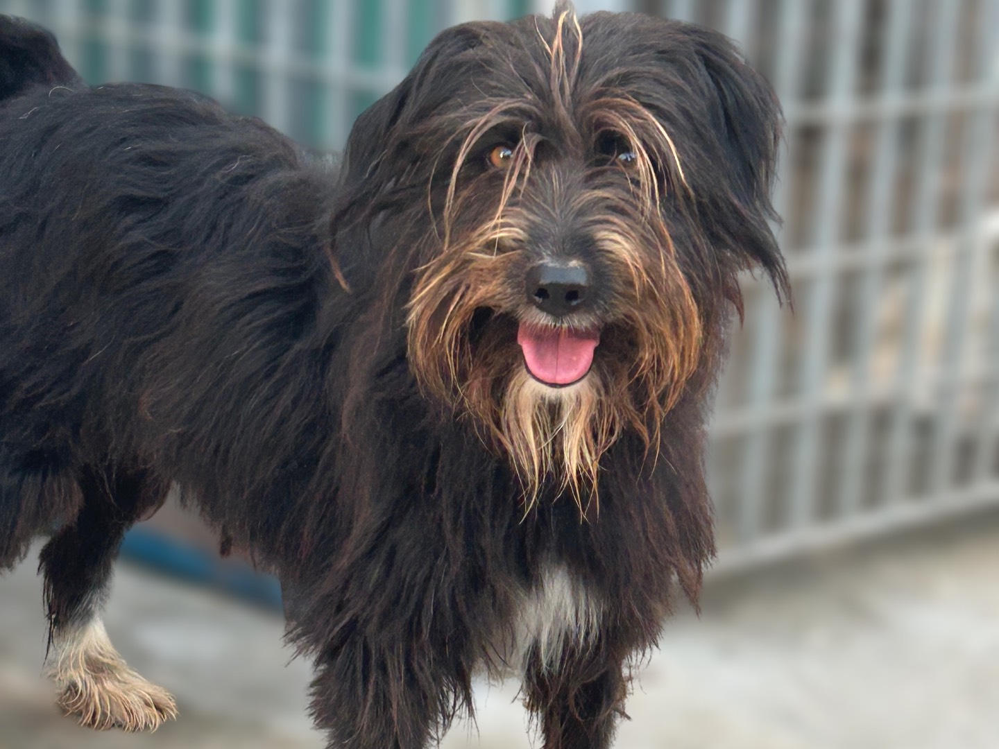 Adotta un cane, taglia media contenuta, femmina, Sud