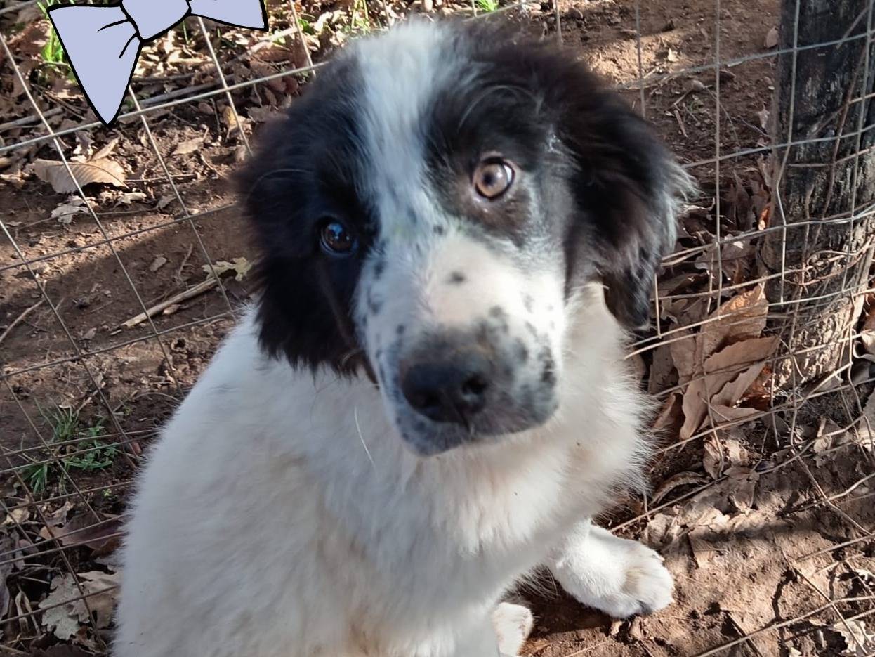 Adozione cane, maschio, Razza sconosciuta Razza sconosciuta, 4 mesi, taglia media, Alessandria