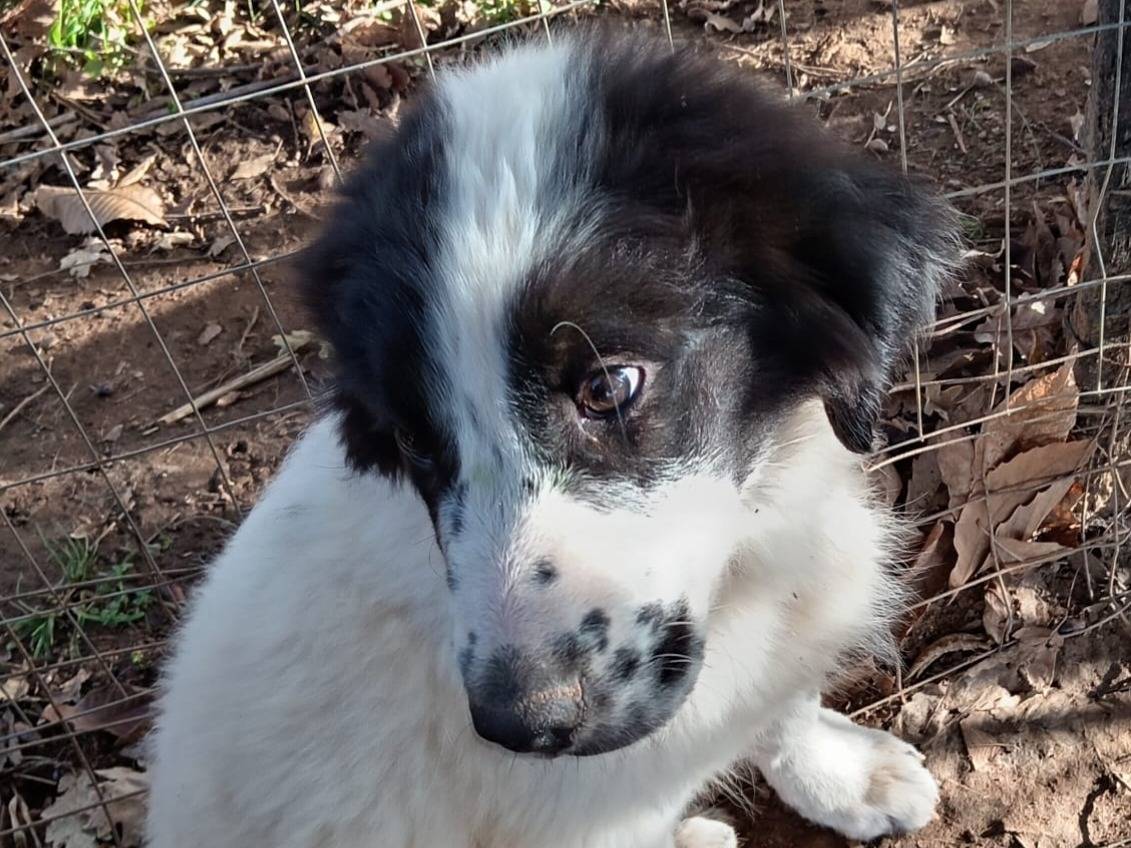 Adotta un cane, maschio, 4 mesi, Alessandria