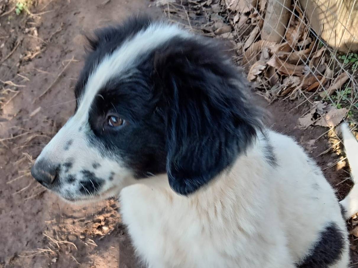Adotta un cane, taglia media, maschio, Alessandria