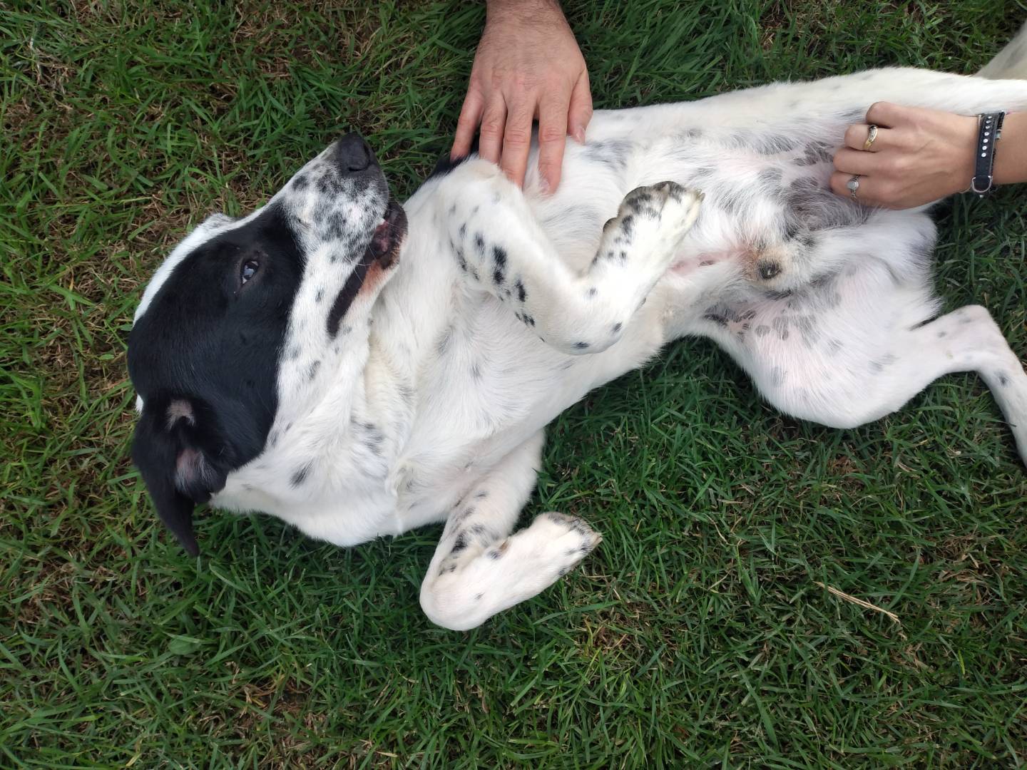 Adotta un cane, maschio, 1 anno, Bologna